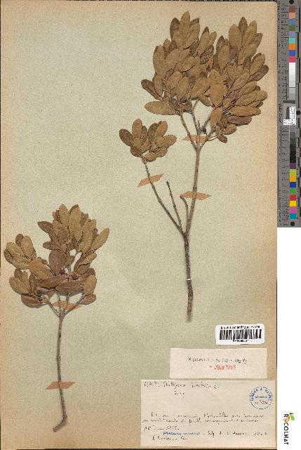 spécimen de Phillyrea latifolia