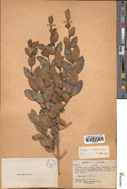 spécimen de Phillyrea latifolia