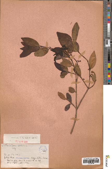 spécimen de Phillyrea latifolia
