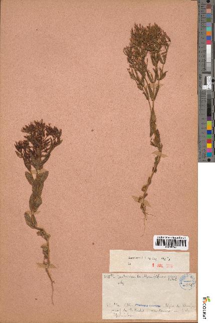 spécimen de Centaurium tenuiflorum