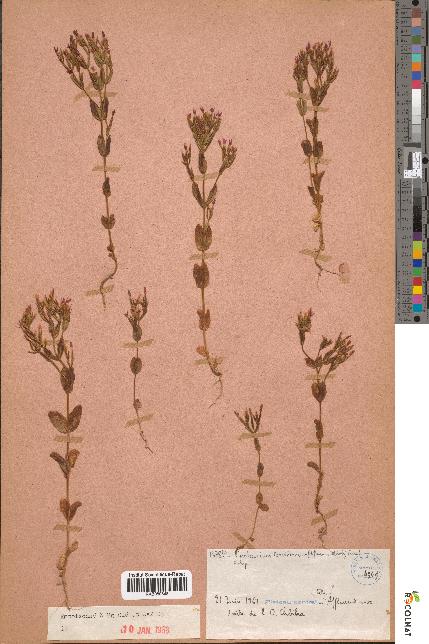 spécimen de Centaurium tenuiflorum
