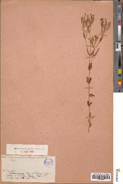 spécimen de Centaurium tenuiflorum