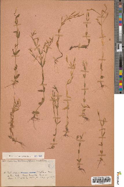 spécimen de Centaurium tenuiflorum