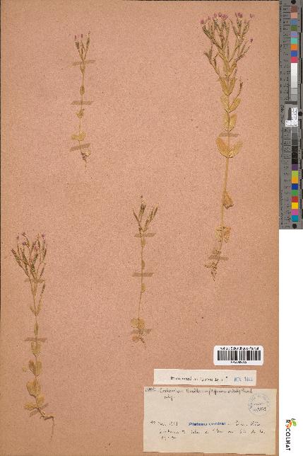 spécimen de Centaurium tenuiflorum