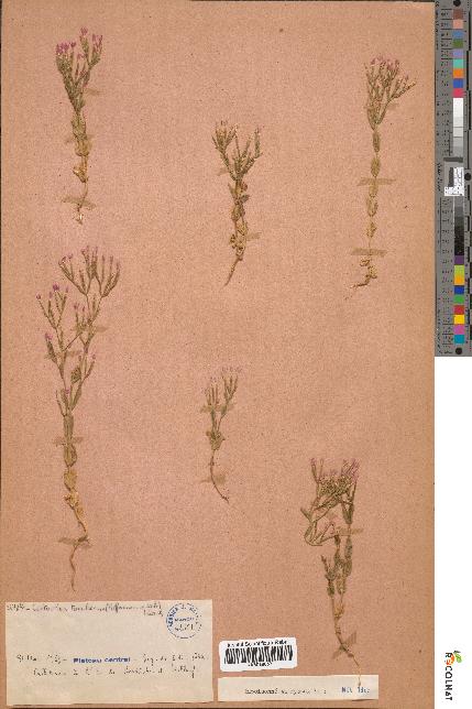 spécimen de Centaurium tenuiflorum