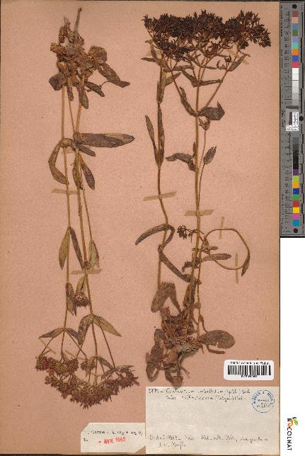 spécimen de Centaurium umbellatum