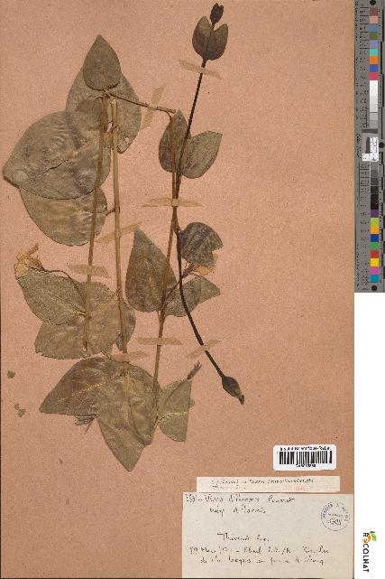 spécimen de Vinca difformis
