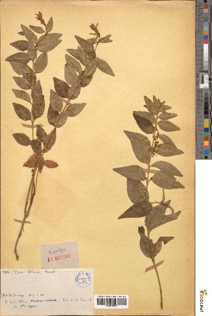spécimen de Vinca difformis