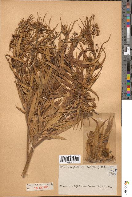 spécimen de Gomphocarpus fruticosus