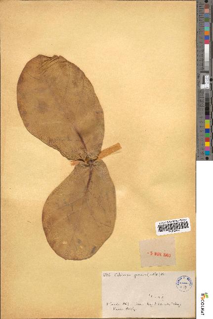 spécimen de Calotropis procera
