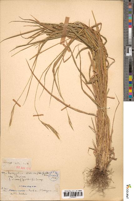 spécimen de Brachypodium sylvaticum