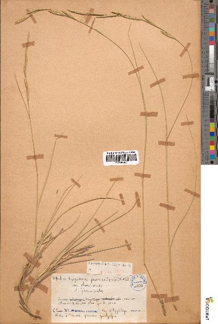 spécimen de Brachypodium phoenicoides