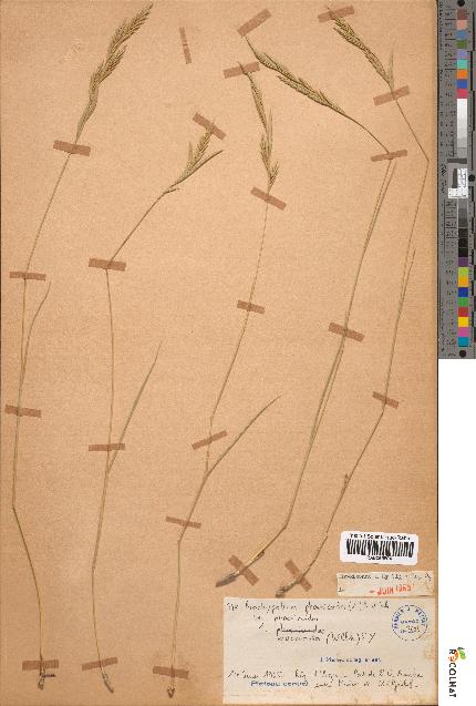 spécimen de Brachypodium phoenicoides