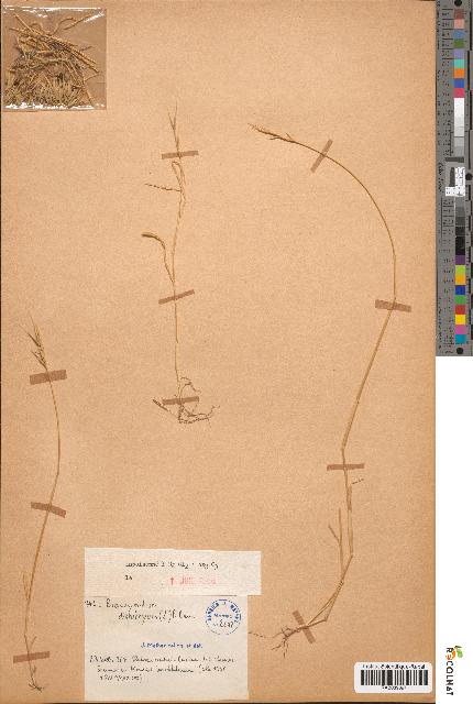 spécimen de Brachypodium distachyon