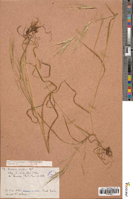 spécimen de Bromus rigidus