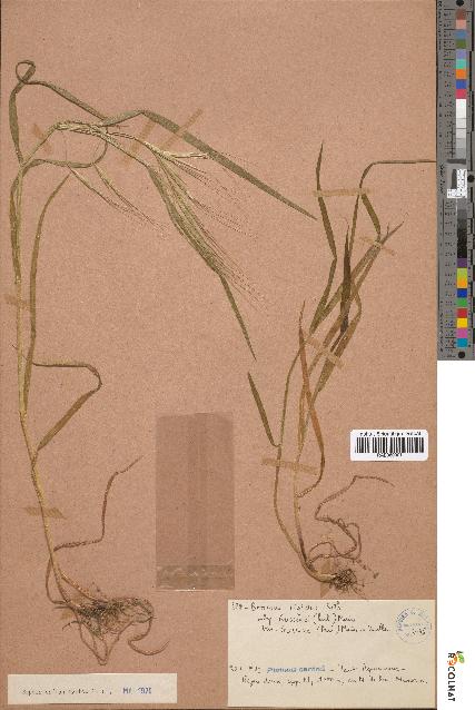 spécimen de Bromus rigidus