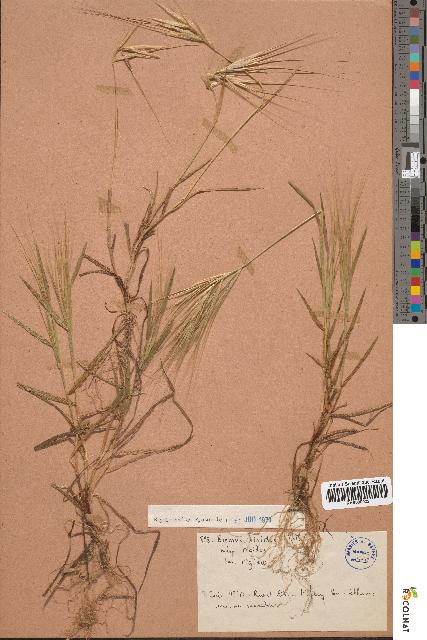 spécimen de Bromus rigidus