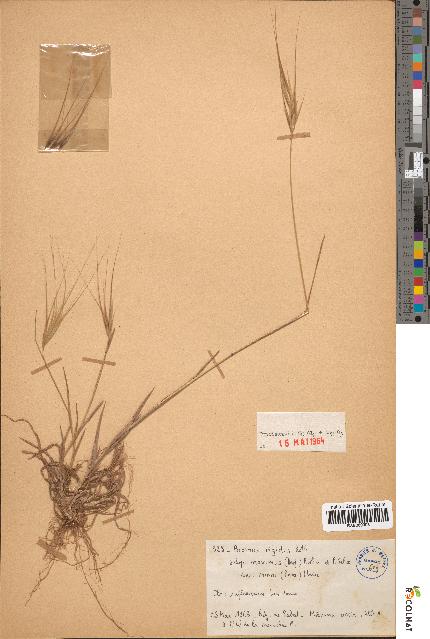 spécimen de Bromus rigidus