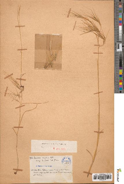 spécimen de Bromus rigidus