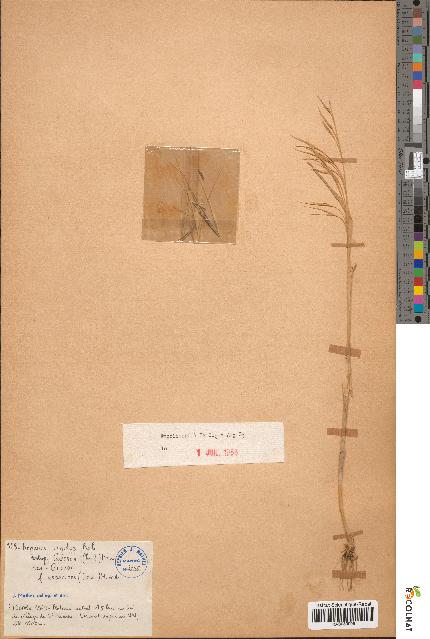 spécimen de Bromus rigidus