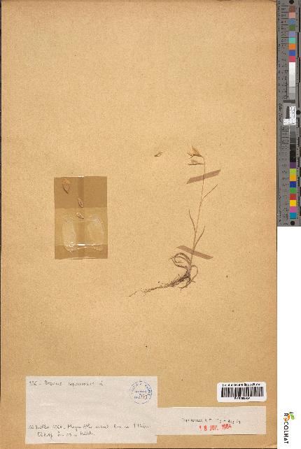 spécimen de Bromus squarrosus