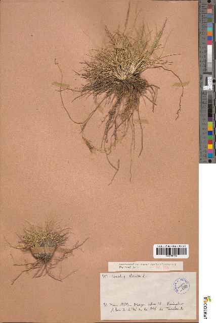 spécimen de Nardus stricta