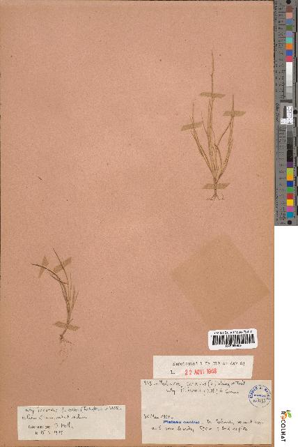 spécimen de Pholiurus incurvus