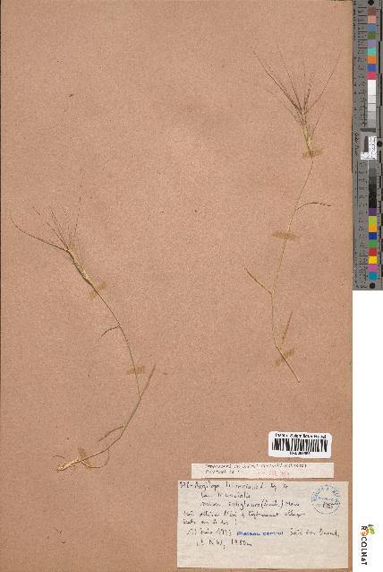 spécimen de Aegilops triuncialis