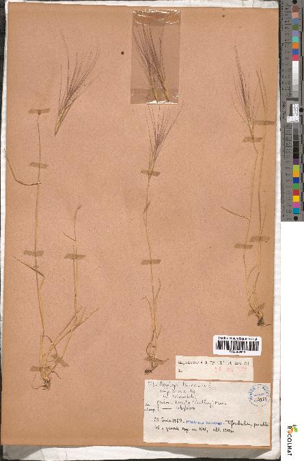 spécimen de Aegilops triuncialis