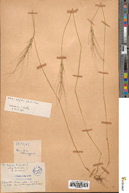 spécimen de Aegilops triuncialis