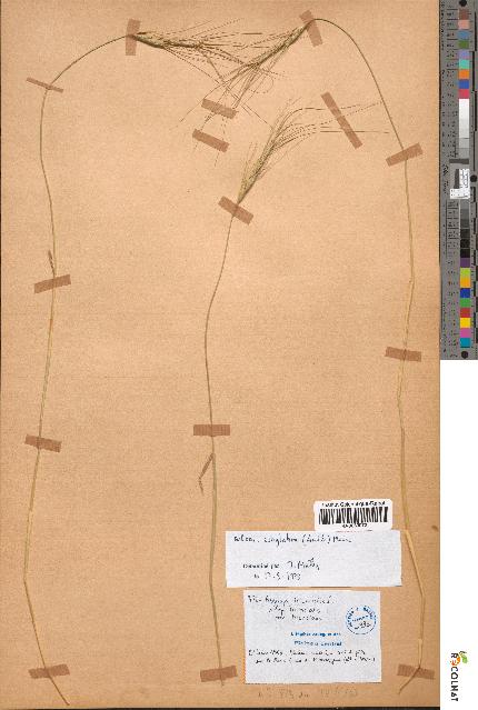 spécimen de Aegilops triuncialis