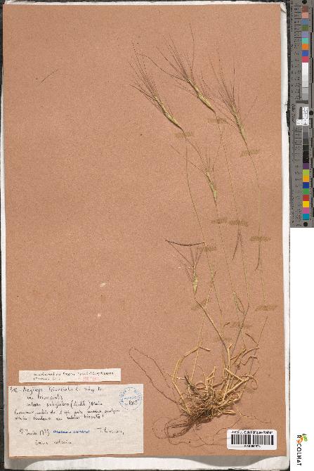 spécimen de Aegilops triuncialis