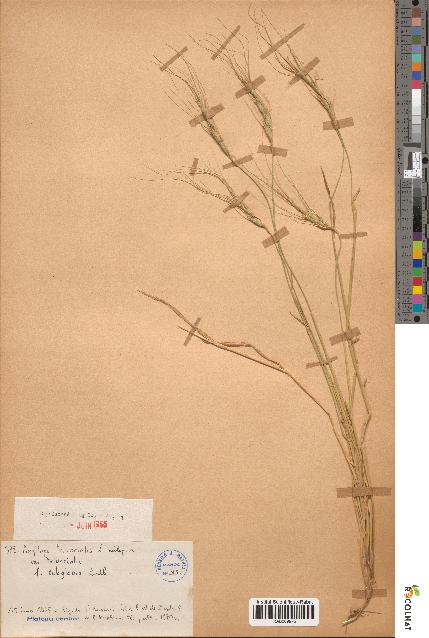 spécimen de Aegilops triuncialis