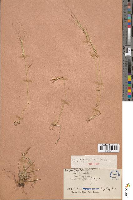 spécimen de Aegilops triuncialis
