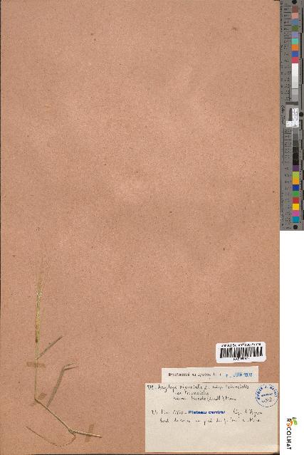 spécimen de Aegilops triuncialis