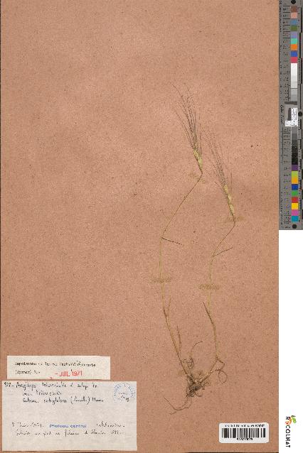 spécimen de Aegilops triuncialis