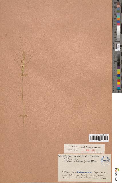 spécimen de Aegilops triuncialis