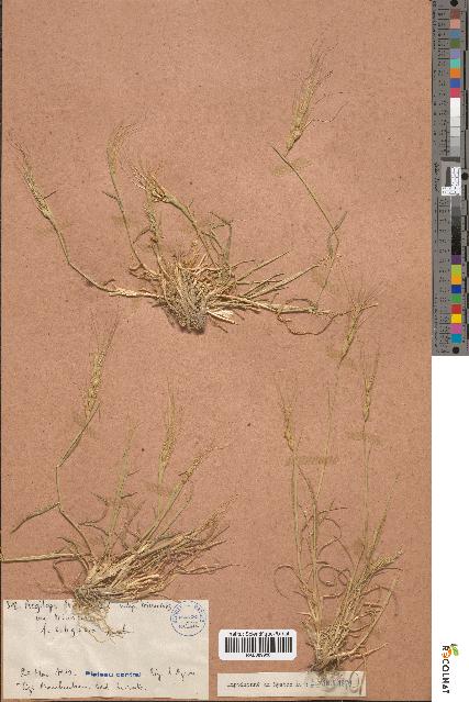 spécimen de Aegilops triuncialis
