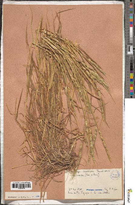 spécimen de Aegilops ventricosa