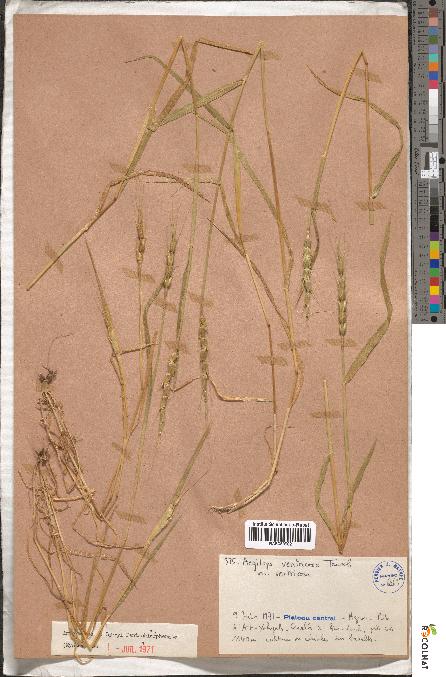 spécimen de Aegilops ventricosa