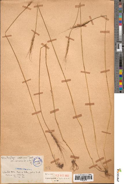 spécimen de Aegilops ventricosa