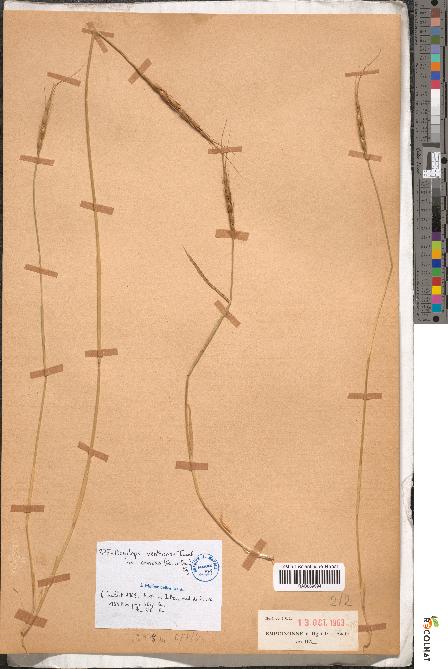 spécimen de Aegilops ventricosa