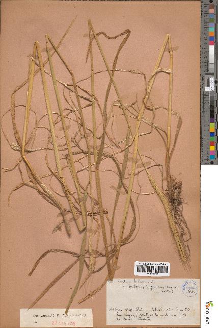 spécimen de Hordeum bulbosum