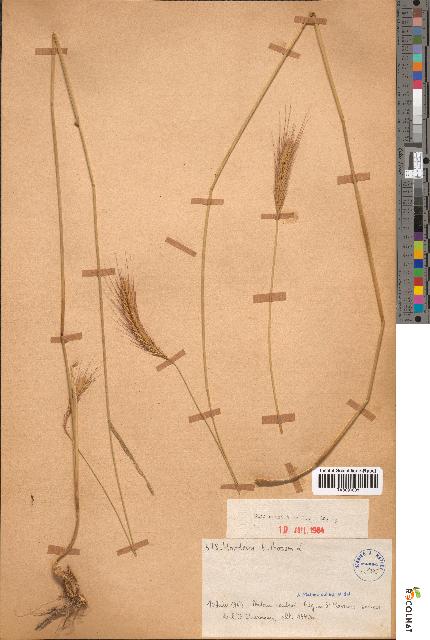 spécimen de Hordeum bulbosum