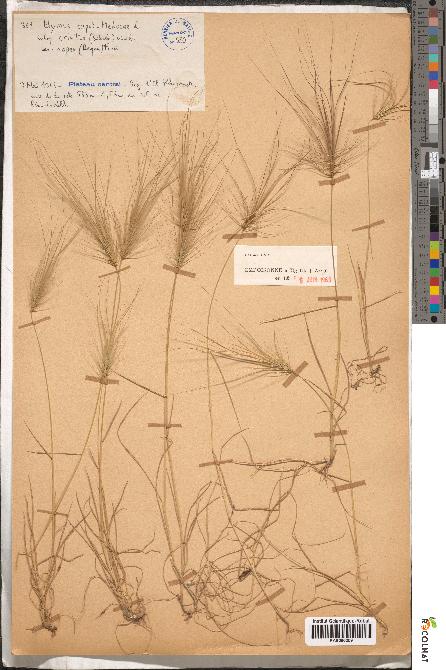 spécimen de Elymus caput-medusae