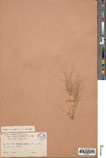 spécimen de Elymus caput-medusae