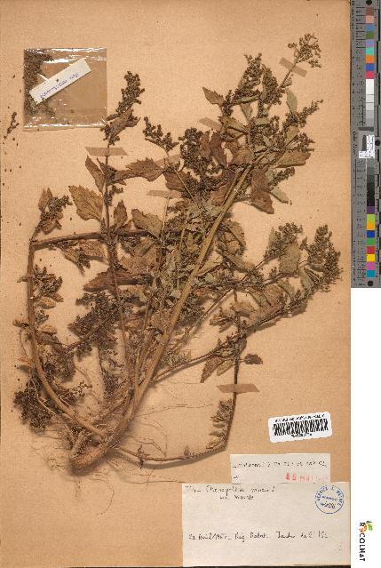 spécimen de Chenopodium murale