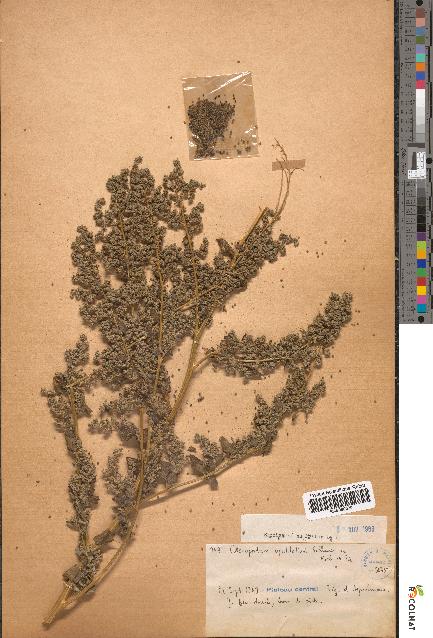 spécimen de Chenopodium opulifolium