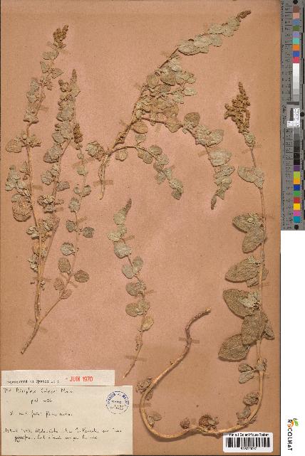 spécimen de Atriplex colerei