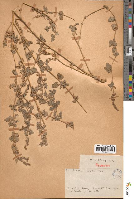 spécimen de Atriplex colerei